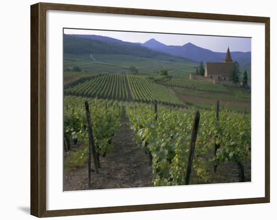 Vineyards, Hunawihr, Alsace, France-Guy Thouvenin-Framed Photographic Print