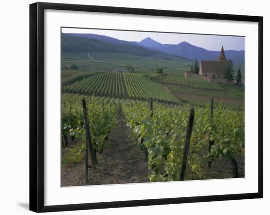 Vineyards, Hunawihr, Alsace, France-Guy Thouvenin-Framed Photographic Print