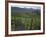 Vineyards, Hunawihr, Alsace, France-Guy Thouvenin-Framed Photographic Print