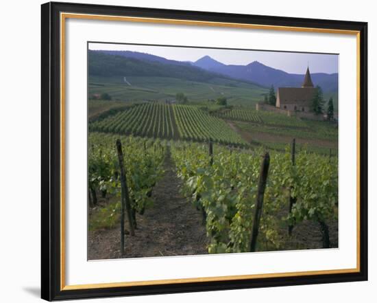 Vineyards, Hunawihr, Alsace, France-Guy Thouvenin-Framed Photographic Print