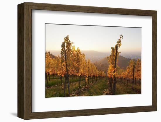 Vineyards in Autumn at Sunset, Stuttgart, Baden-Wurttemberg, Germany, Europe-Markus Lange-Framed Photographic Print