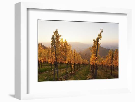 Vineyards in Autumn at Sunset, Stuttgart, Baden-Wurttemberg, Germany, Europe-Markus Lange-Framed Photographic Print