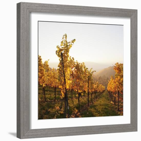 Vineyards in Autumn at Sunset, Stuttgart, Baden-Wurttemberg, Germany, Europe-Markus Lange-Framed Photographic Print