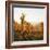 Vineyards in Autumn at Sunset, Stuttgart, Baden-Wurttemberg, Germany, Europe-Markus Lange-Framed Photographic Print