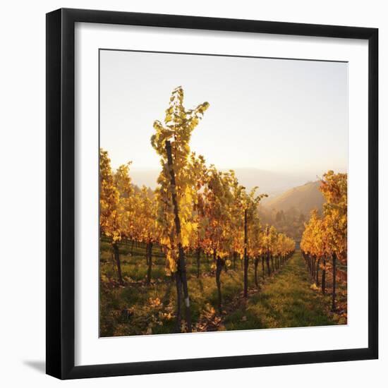 Vineyards in Autumn at Sunset, Stuttgart, Baden-Wurttemberg, Germany, Europe-Markus Lange-Framed Photographic Print