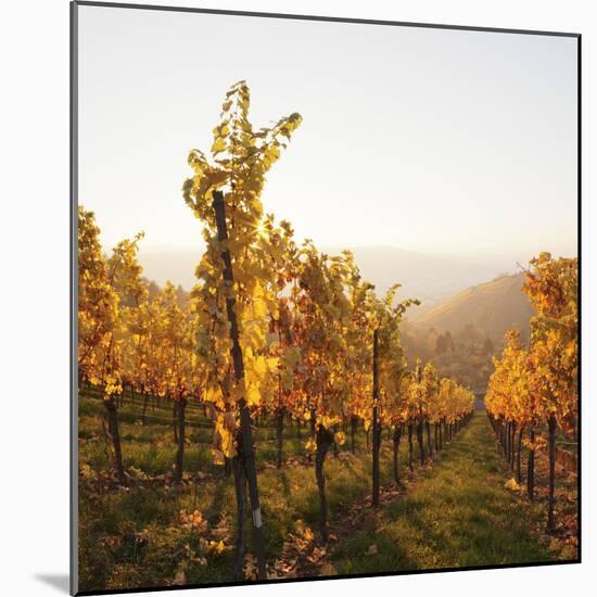 Vineyards in Autumn at Sunset, Stuttgart, Baden-Wurttemberg, Germany, Europe-Markus Lange-Mounted Photographic Print