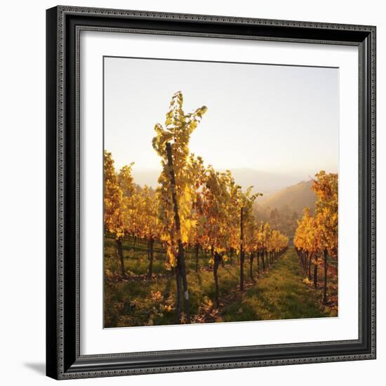 Vineyards in Autumn at Sunset, Stuttgart, Baden-Wurttemberg, Germany, Europe-Markus Lange-Framed Photographic Print