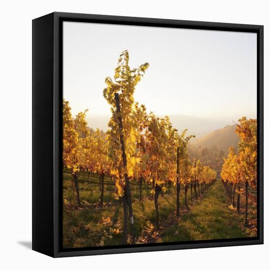 Vineyards in Autumn at Sunset, Stuttgart, Baden-Wurttemberg, Germany, Europe-Markus Lange-Framed Premier Image Canvas