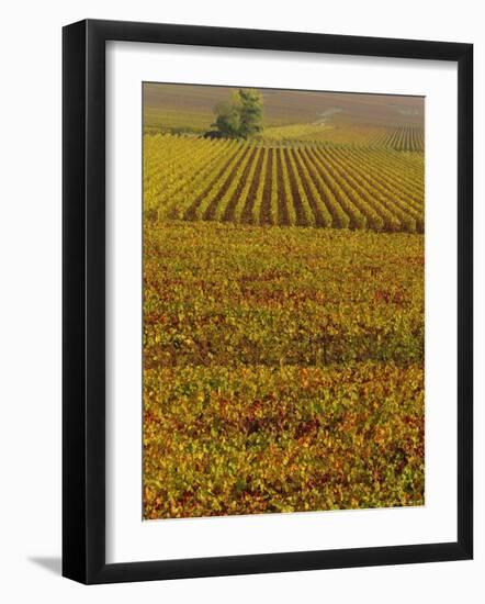 Vineyards in Autumn, Champagne, France, Europe-John Miller-Framed Photographic Print