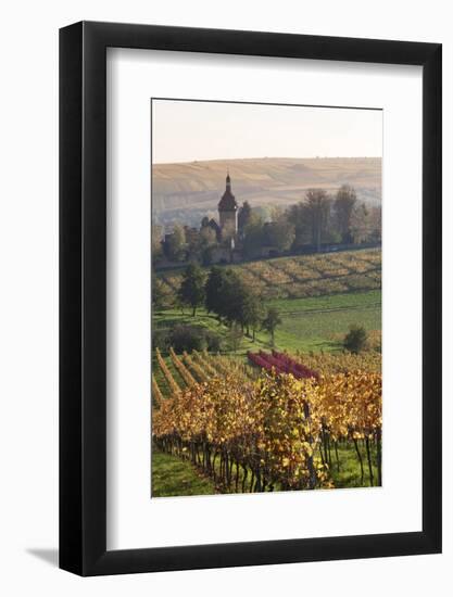 Vineyards in Autumn, German Wine Route, Pfalz, Rhineland-Palatinate, Germany, Europe-Marcus Lange-Framed Photographic Print