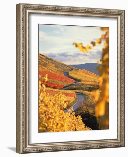 Vineyards in autumn in Esslingen/Neckar-Herbert Kehrer-Framed Photographic Print