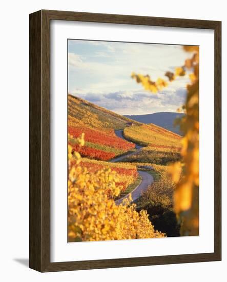 Vineyards in autumn in Esslingen/Neckar-Herbert Kehrer-Framed Photographic Print