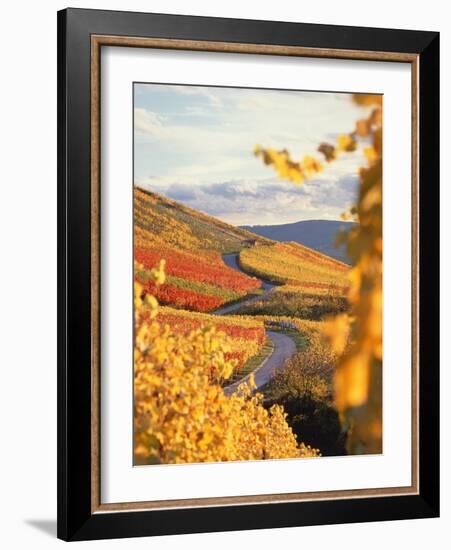 Vineyards in autumn in Esslingen/Neckar-Herbert Kehrer-Framed Photographic Print