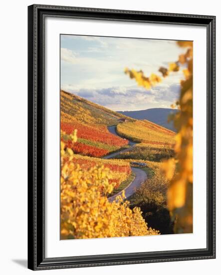 Vineyards in autumn in Esslingen/Neckar-Herbert Kehrer-Framed Photographic Print