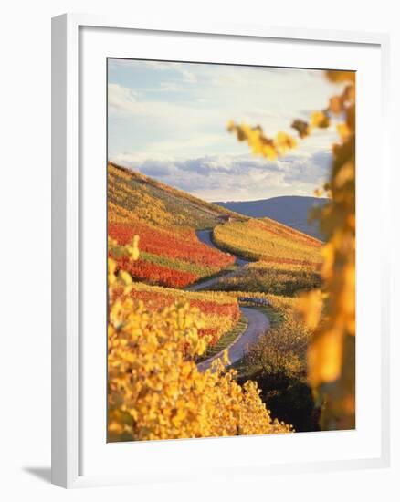 Vineyards in autumn in Esslingen/Neckar-Herbert Kehrer-Framed Photographic Print