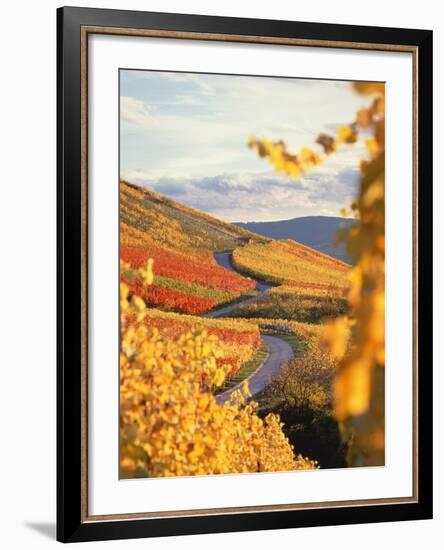 Vineyards in autumn in Esslingen/Neckar-Herbert Kehrer-Framed Photographic Print