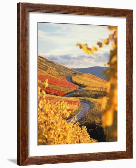 Vineyards in autumn in Esslingen/Neckar-Herbert Kehrer-Framed Photographic Print