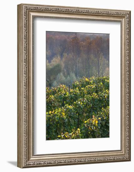 Vineyards in autumn, Kaiserstuhl, Burkheim, Baden-Wurttemberg, Germany-null-Framed Photographic Print