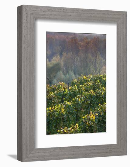 Vineyards in autumn, Kaiserstuhl, Burkheim, Baden-Wurttemberg, Germany-null-Framed Photographic Print