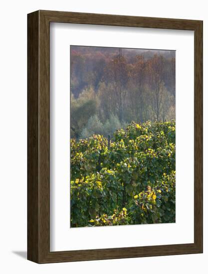 Vineyards in autumn, Kaiserstuhl, Burkheim, Baden-Wurttemberg, Germany-null-Framed Photographic Print