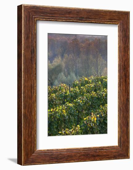 Vineyards in autumn, Kaiserstuhl, Burkheim, Baden-Wurttemberg, Germany-null-Framed Photographic Print