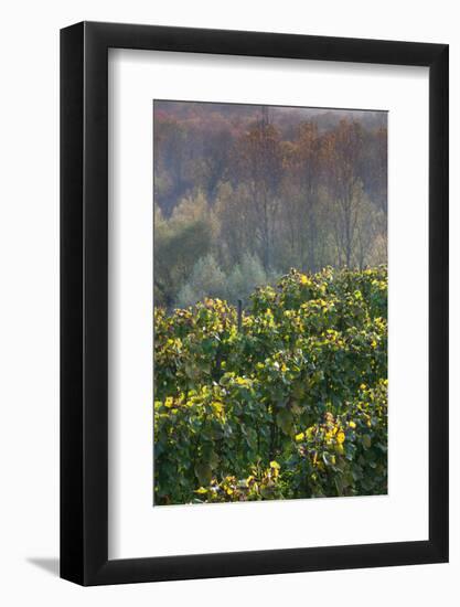 Vineyards in autumn, Kaiserstuhl, Burkheim, Baden-Wurttemberg, Germany-null-Framed Photographic Print