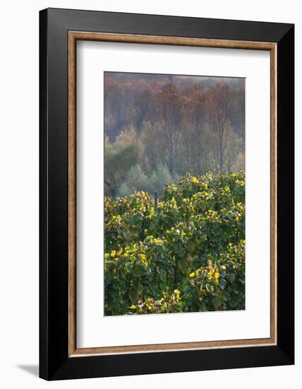 Vineyards in autumn, Kaiserstuhl, Burkheim, Baden-Wurttemberg, Germany-null-Framed Photographic Print