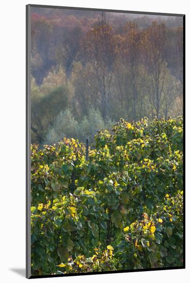 Vineyards in autumn, Kaiserstuhl, Burkheim, Baden-Wurttemberg, Germany-null-Mounted Photographic Print