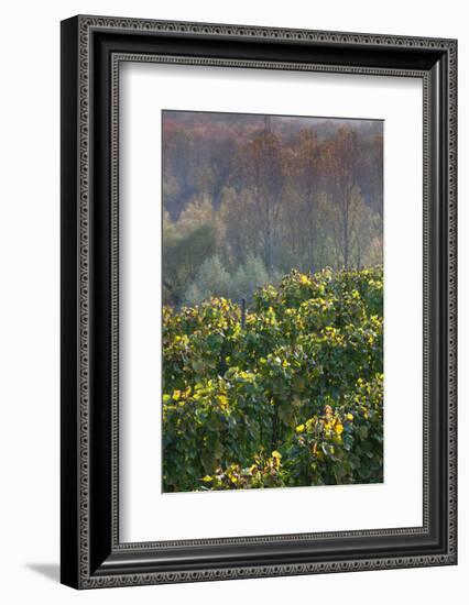 Vineyards in autumn, Kaiserstuhl, Burkheim, Baden-Wurttemberg, Germany-null-Framed Photographic Print