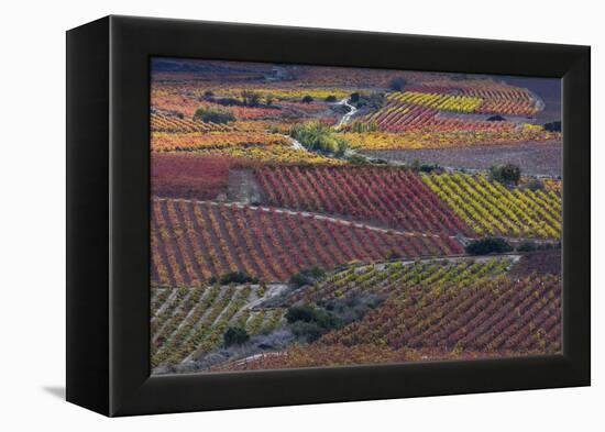 Vineyards in autumn, La Rioja, Sierra De Cantabria, Alava, Basque Country, Spain-Juan Carlos Munoz-Framed Premier Image Canvas