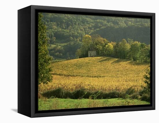 Vineyards in Autumn, Near Arbois, Jura, Franche Comte, France-Michael Busselle-Framed Premier Image Canvas