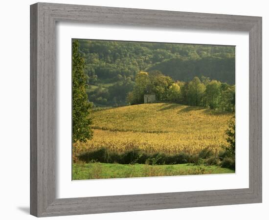 Vineyards in Autumn, Near Arbois, Jura, Franche Comte, France-Michael Busselle-Framed Photographic Print