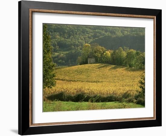Vineyards in Autumn, Near Arbois, Jura, Franche Comte, France-Michael Busselle-Framed Photographic Print