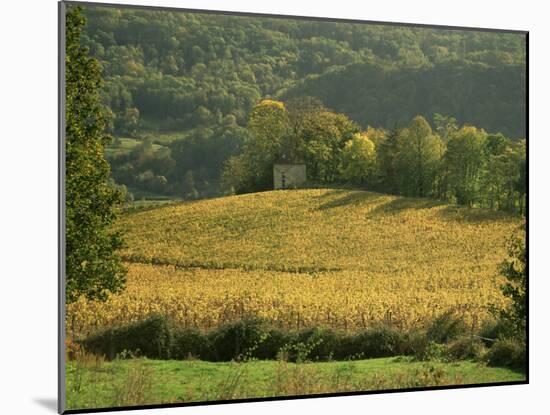 Vineyards in Autumn, Near Arbois, Jura, Franche Comte, France-Michael Busselle-Mounted Photographic Print