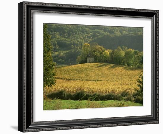 Vineyards in Autumn, Near Arbois, Jura, Franche Comte, France-Michael Busselle-Framed Photographic Print