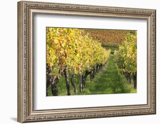 Vineyards in Autumn, Uhlbach, Baden Wurttemberg, Germany, Europe-Markus Lange-Framed Photographic Print