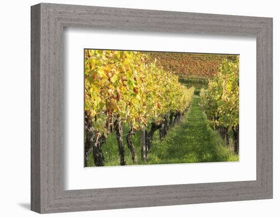 Vineyards in Autumn, Uhlbach, Baden Wurttemberg, Germany, Europe-Markus Lange-Framed Photographic Print