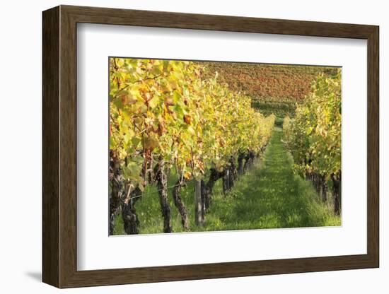 Vineyards in Autumn, Uhlbach, Baden Wurttemberg, Germany, Europe-Markus Lange-Framed Photographic Print