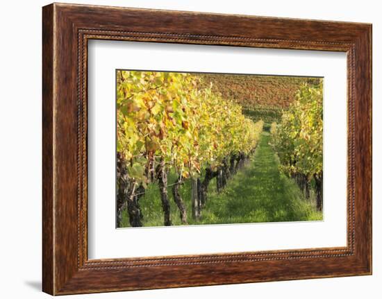 Vineyards in Autumn, Uhlbach, Baden Wurttemberg, Germany, Europe-Markus Lange-Framed Photographic Print