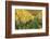 Vineyards in Autumn, Uhlbach, Baden Wurttemberg, Germany, Europe-Markus Lange-Framed Photographic Print