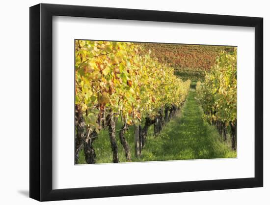 Vineyards in Autumn, Uhlbach, Baden Wurttemberg, Germany, Europe-Markus Lange-Framed Photographic Print