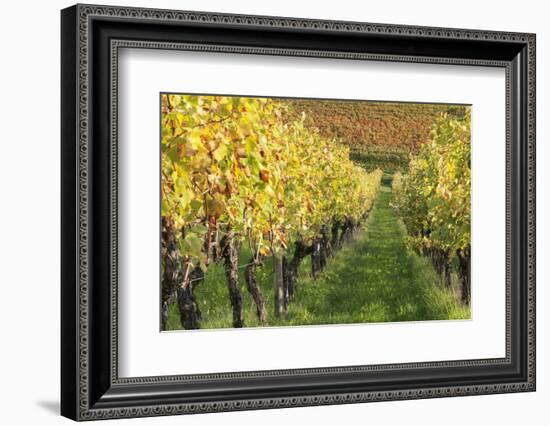 Vineyards in Autumn, Uhlbach, Baden Wurttemberg, Germany, Europe-Markus Lange-Framed Photographic Print