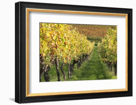 Vineyards in Autumn, Uhlbach, Baden Wurttemberg, Germany, Europe-Markus Lange-Framed Photographic Print