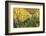 Vineyards in Autumn, Uhlbach, Baden Wurttemberg, Germany, Europe-Markus Lange-Framed Photographic Print