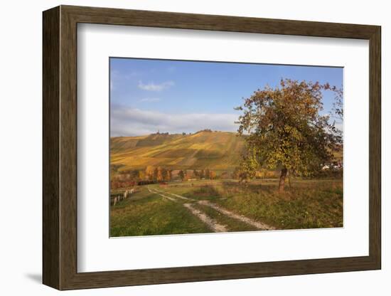 Vineyards in Autumn, Weinstadt, Rems Murr District, Baden-Wurttemberg, Germany, Europe-Markus Lange-Framed Photographic Print