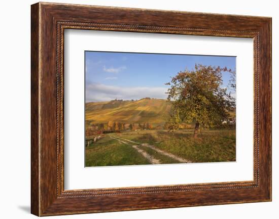 Vineyards in Autumn, Weinstadt, Rems Murr District, Baden-Wurttemberg, Germany, Europe-Markus Lange-Framed Photographic Print