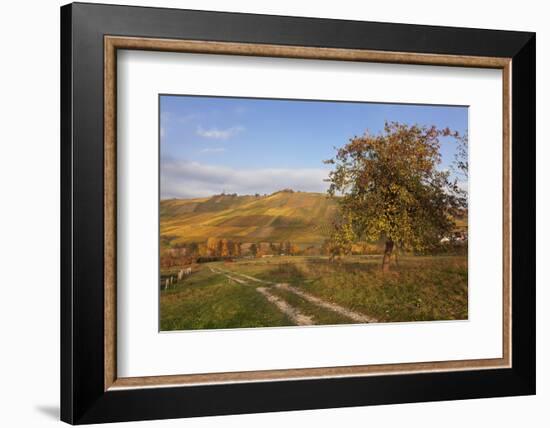 Vineyards in Autumn, Weinstadt, Rems Murr District, Baden-Wurttemberg, Germany, Europe-Markus Lange-Framed Photographic Print