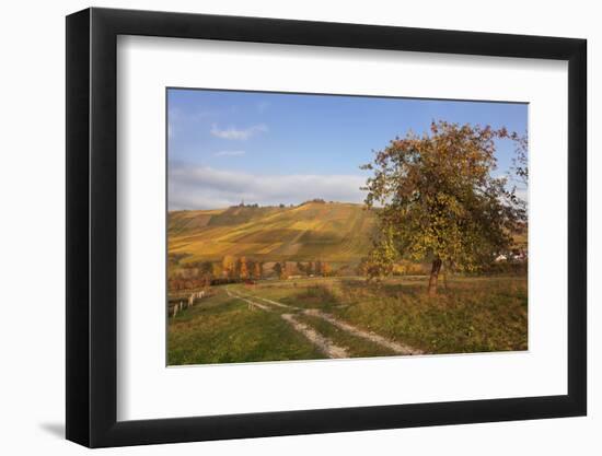 Vineyards in Autumn, Weinstadt, Rems Murr District, Baden-Wurttemberg, Germany, Europe-Markus Lange-Framed Photographic Print