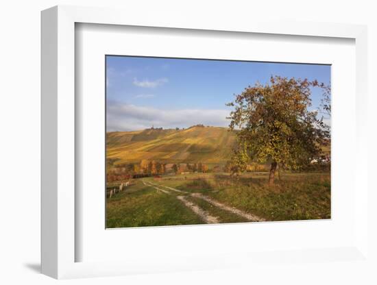 Vineyards in Autumn, Weinstadt, Rems Murr District, Baden-Wurttemberg, Germany, Europe-Markus Lange-Framed Photographic Print