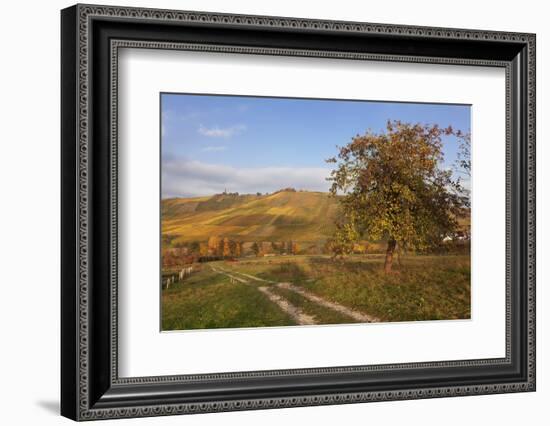 Vineyards in Autumn, Weinstadt, Rems Murr District, Baden-Wurttemberg, Germany, Europe-Markus Lange-Framed Photographic Print